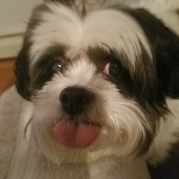 Meet your Posher, Noah - Picture 1 of 1